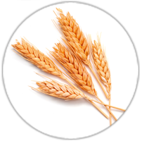 Icon Adi-Wert-Hauptallergengruppen-Getreide