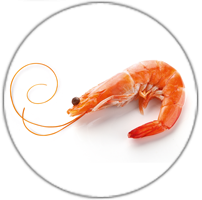 Icon Adi-Wert-Hauptallergengruppen-Krebstiere