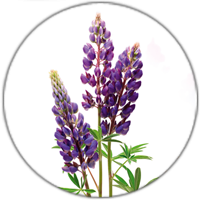 Icon Adi-Wert-Hauptallergengruppen-Lupine