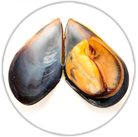 Icon Adi-Wert-Hauptallergengruppen-Weichtiere