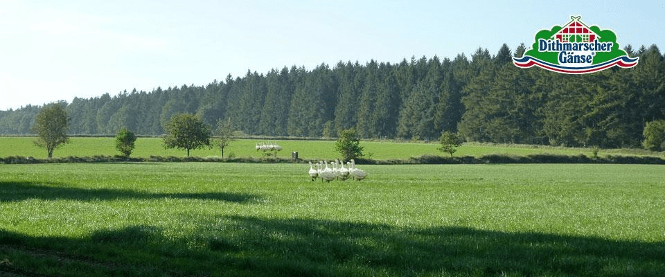 Koch besucht Bauer Dithmarscher Gans Titelbild