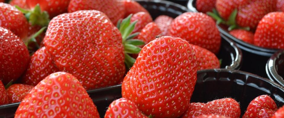 Koch besucht Bauer Erdbeersorten im grossen Geschmacksvergleich Titelbild