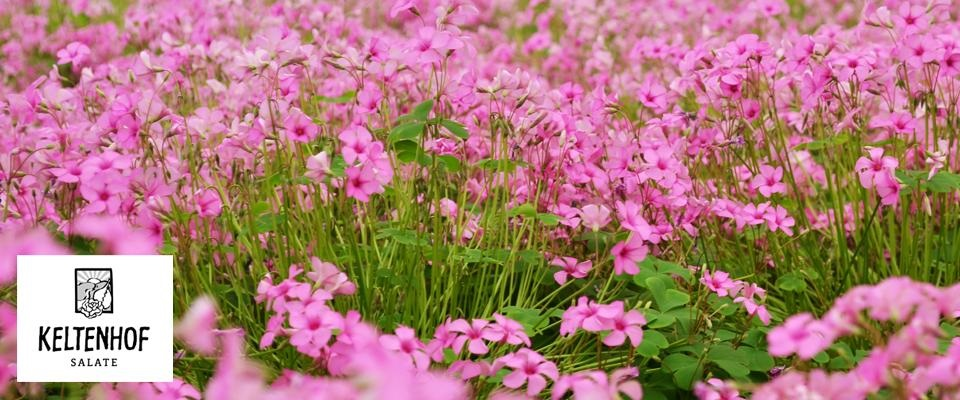 Koch besucht Bauer es blueht und spriesst im Teller Titelbild