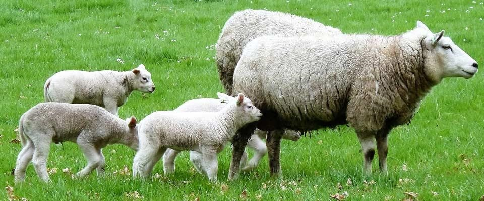 koch besucht bauer schafrassen titelbild