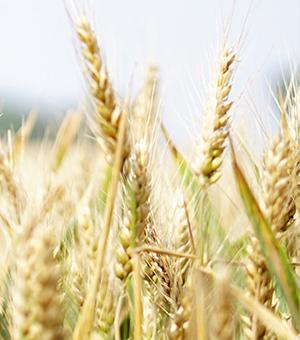 Icon Pflanzliche-Proteine-Im-Fokus-Getreide