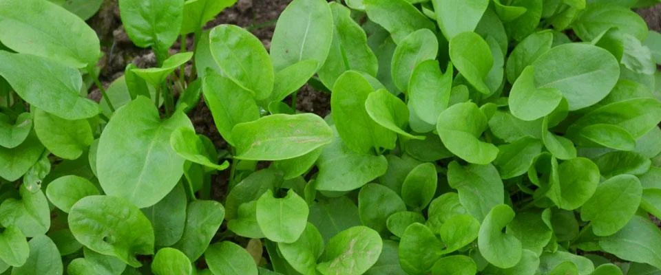 Trends jenseits des Kopfsalates Titelbild