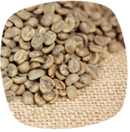 Gruene Kaffeebohnen