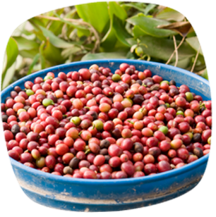 Herkunft Des Kaffees