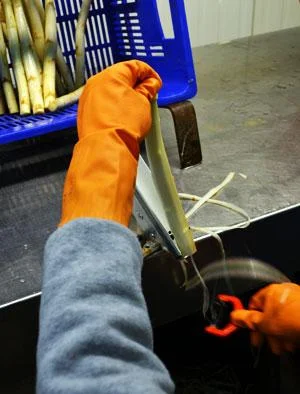 Hand schält Spargel