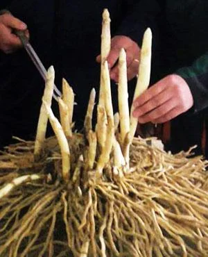 Drei hände schneiden Spargel Staude