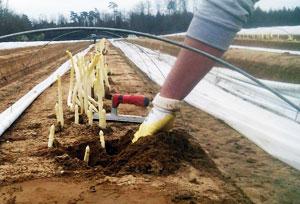 Spargelernste - beim Ernten der Stangen ist viel Sorgfalt gefragt