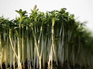 Kraeuter Gartenkresse