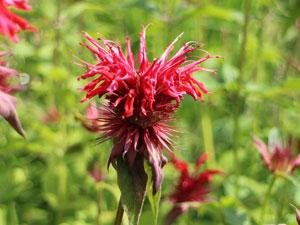 Kraeuter Indianernessel