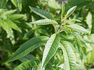 Kraeuter Zitronenverbene