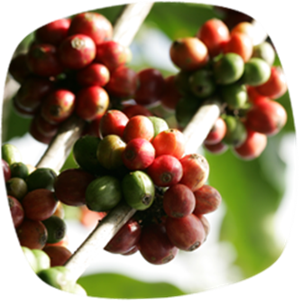 Robusta