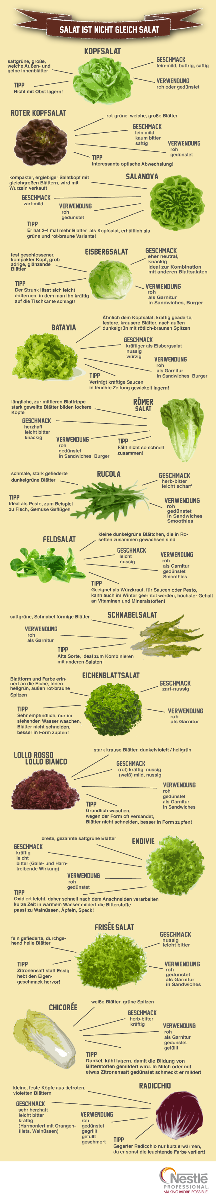Infografik: Koch (be)sucht Bauer: Trends jenseits des Kopfsalates. Geschmack, Verwendung und Tipps zu verschiedenen Salatsorten.