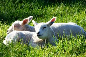 koch besucht bauer schafrassen limousin