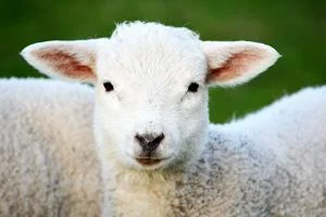 koch besucht bauer schafrassen lamm
