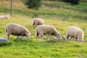 koch besucht bauer schafrassen merino