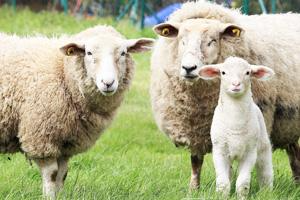 koch besucht bauer schafrassen ostfriesisches milchschaf