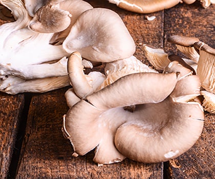 Austernpilze auf Holztisch