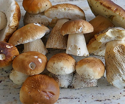 Steinpilze auf Holztisch