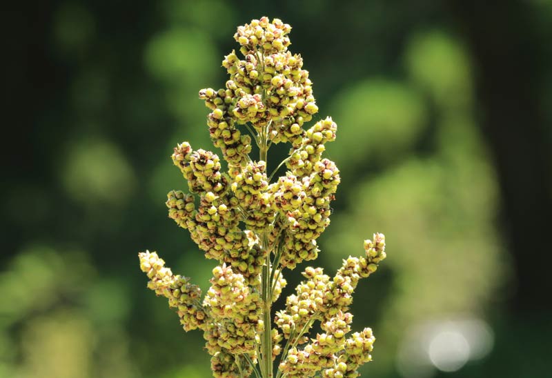 Nahaufnahme der Quinoa-Pflanze (Chenopodium quinoa), die an einem sonnigen Tag in der Plantage wächst