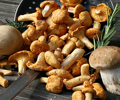 Waldpilze auf Holztisch