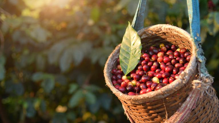 Arabica Bohnen
