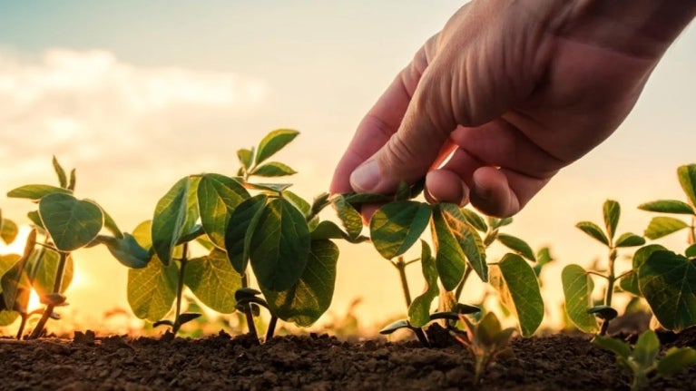 Hands and plants