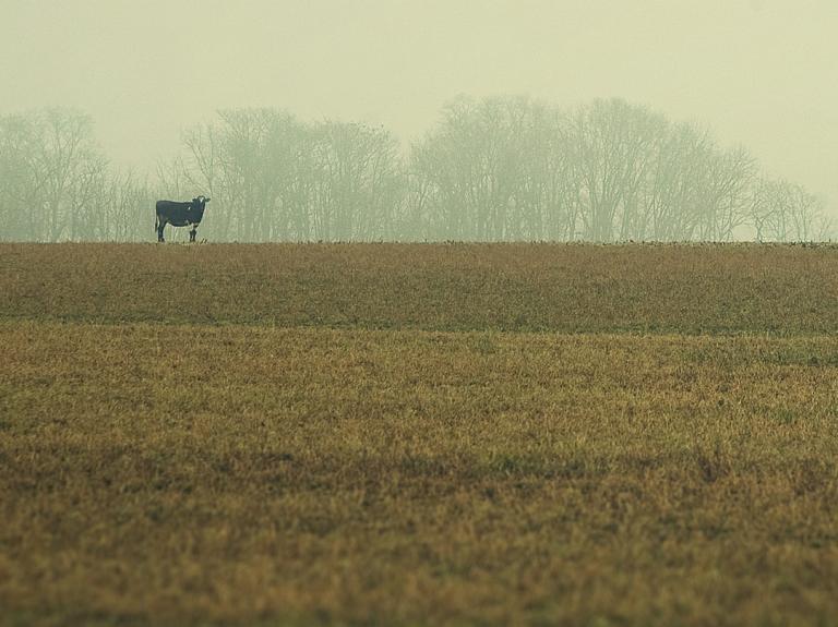 Feld Kuh Nachhaltigkeit