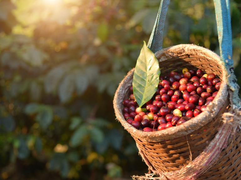 Arabica Bohnen
