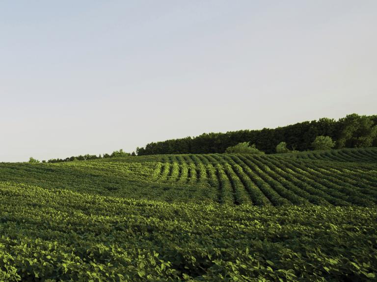 Feld Nachhaltigkeit