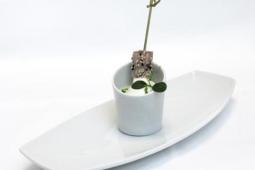 Spargel-Ingwersuppe mit Wasabi-Kokos-Schaum, Thunfisch-Sesam-Konfekt