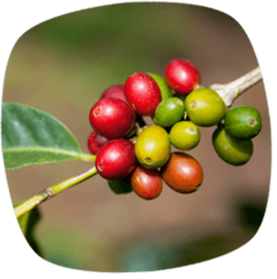 Berry