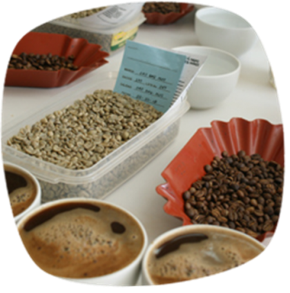 Kaffeesamen