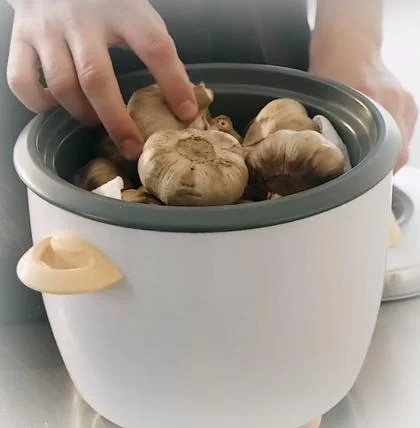 Knoblauch Fermentation