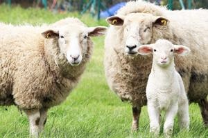 koch besucht bauer schafrassen ostfriesisches milchschaf
